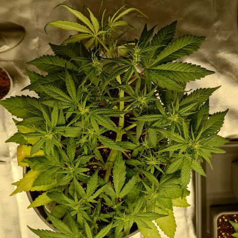 Gorilla Glue Auto growlog timeline photo