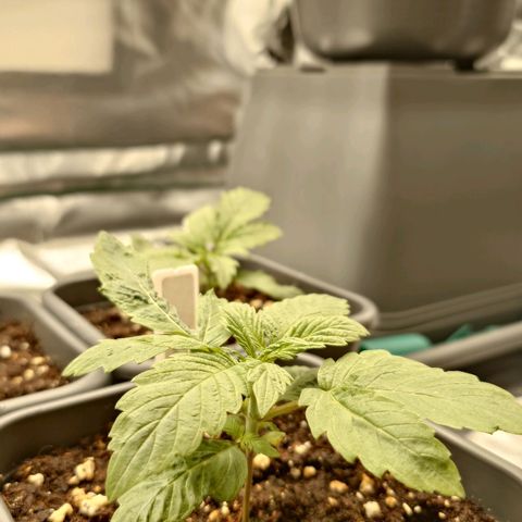 Northern Lights growlog timeline photo
