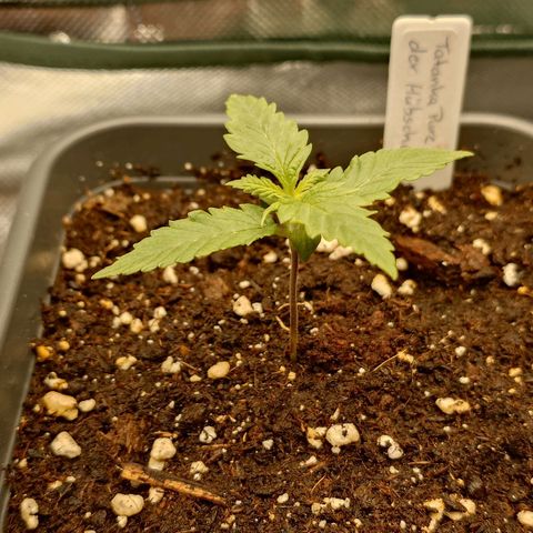 Tatanka Brothers growlog timeline photo
