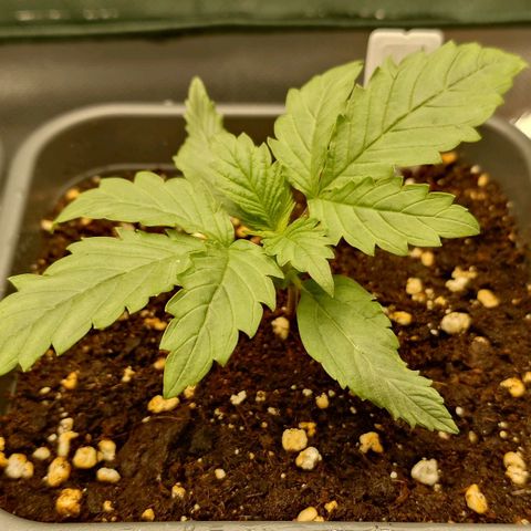 Tatanka Brothers growlog timeline photo