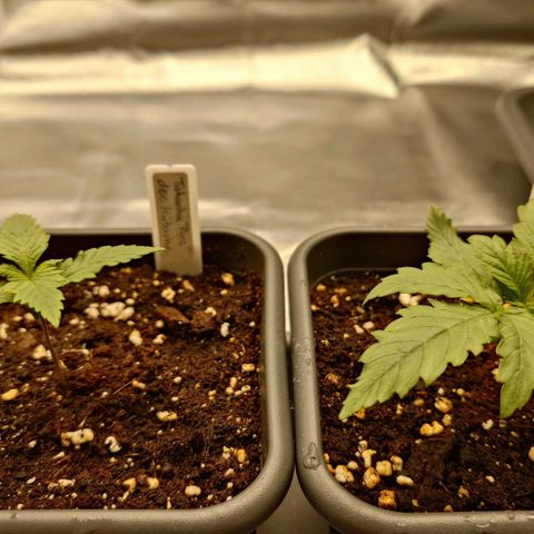 Tatanka Brothers growlog timeline photo