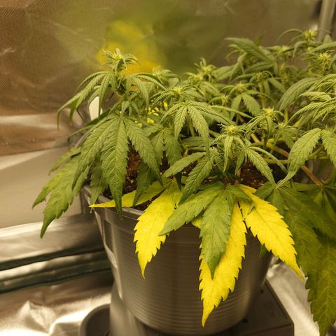 Gorilla Glue Auto growlog timeline photo