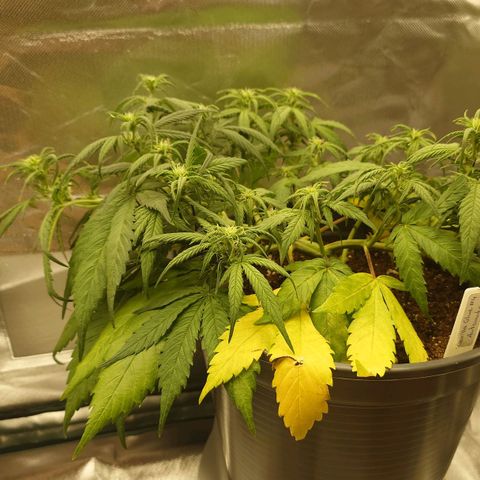Gorilla Glue Auto growlog timeline photo