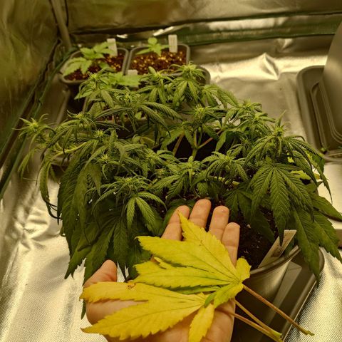 Gorilla Glue Auto growlog timeline photo