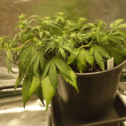Gorilla Glue Auto growlog timeline photo