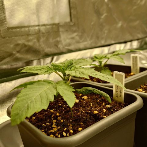 Northern Lights growlog timeline photo