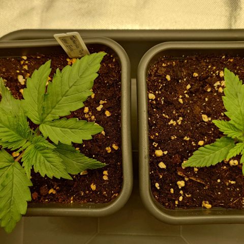 Tatanka Brothers growlog timeline photo
