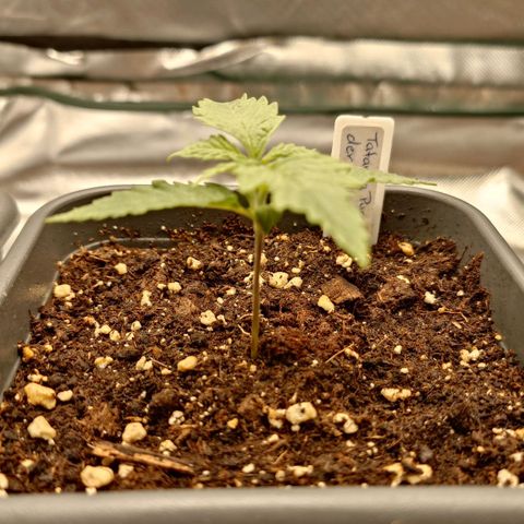 Tatanka Brothers growlog timeline photo