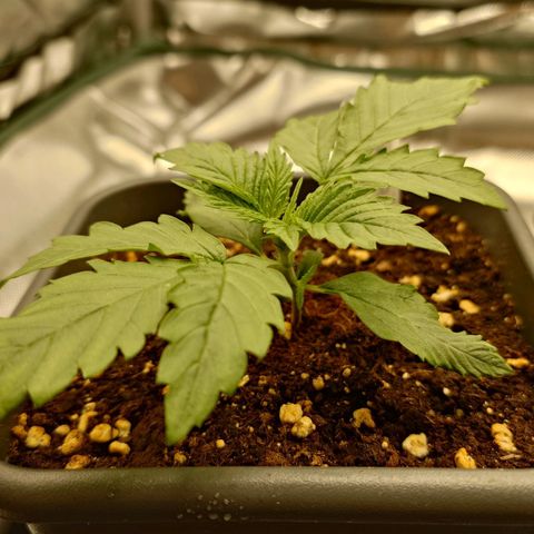 Tatanka Brothers growlog timeline photo