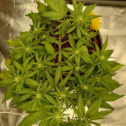 Gorilla Glue Auto growlog timeline photo