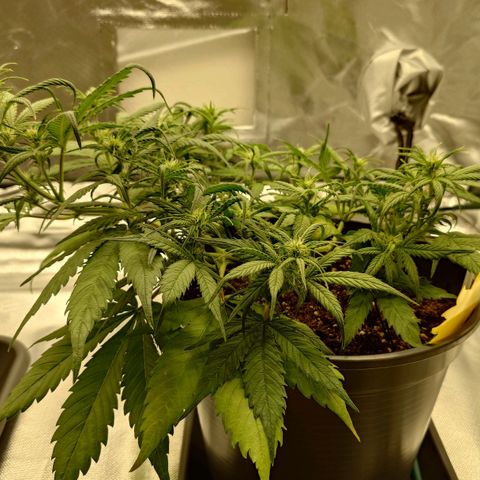 Gorilla Glue Auto growlog timeline photo