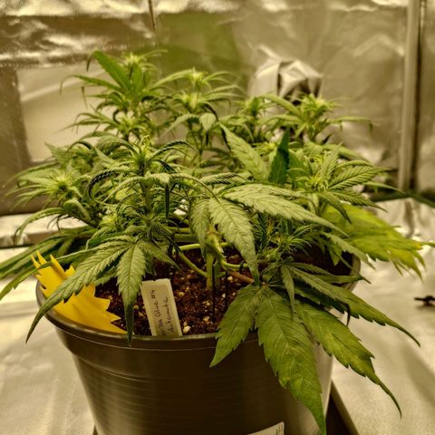 Gorilla Glue Auto growlog timeline photo