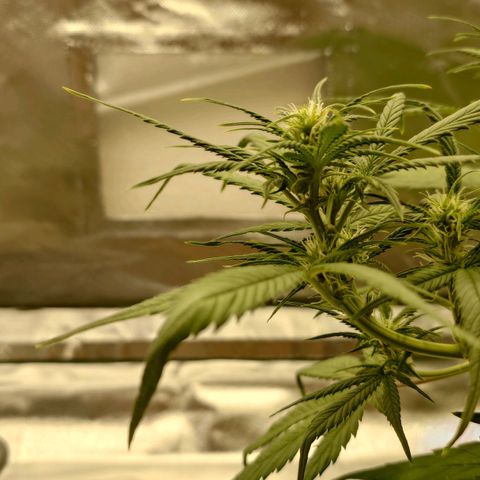 Gorilla Glue Auto growlog timeline photo