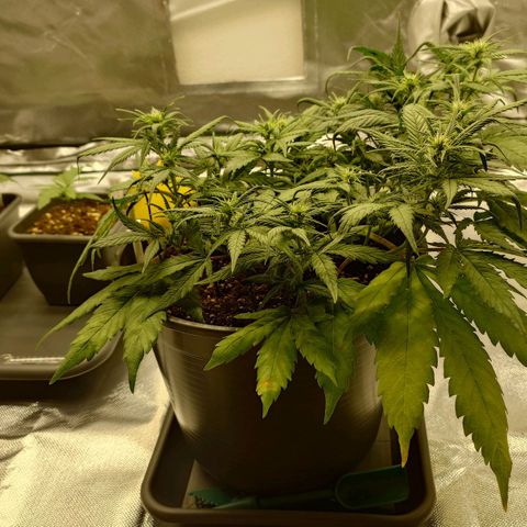 Gorilla Glue Auto growlog timeline photo
