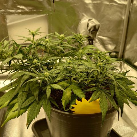 Gorilla Glue Auto growlog timeline photo