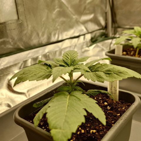 Northern Lights growlog timeline photo