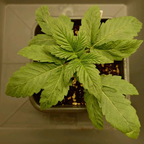 Northern Lights growlog timeline photo