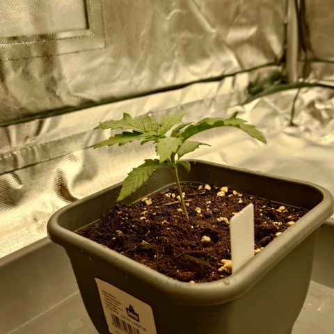 Tatanka Brothers growlog timeline photo