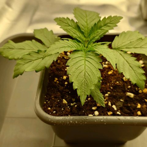 Tatanka Brothers growlog timeline photo