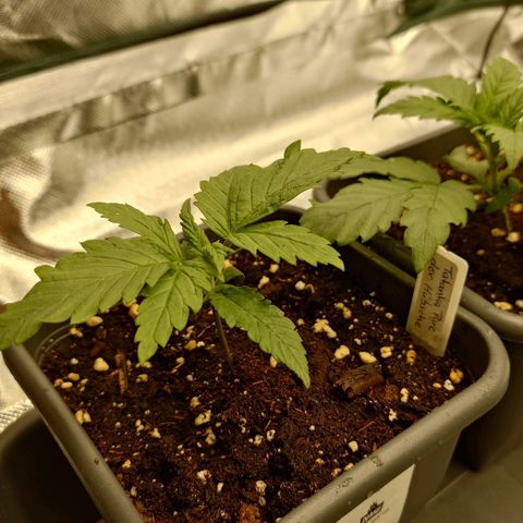 Tatanka Brothers growlog timeline photo