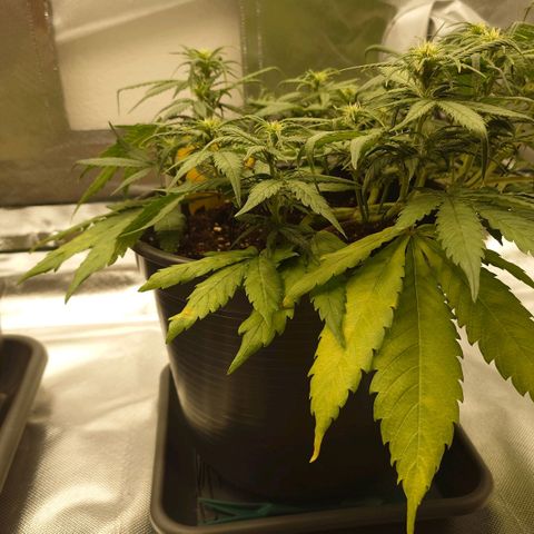 Gorilla Glue Auto growlog timeline photo