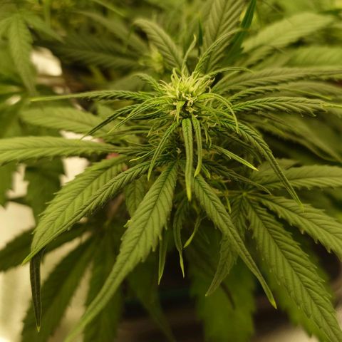 Gorilla Glue Auto growlog timeline photo