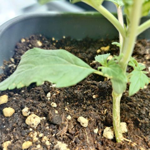 Tatanka Brothers growlog photo: Die Erste Tatanka hat irgendeinen Macken am Stamm, verholzt von einer Seite, wächst deswegen etwas schief.