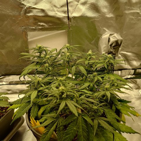 Gorilla Glue Auto growlog timeline photo