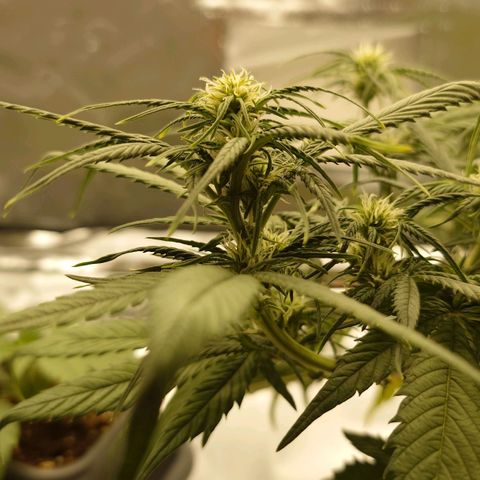 Gorilla Glue Auto growlog timeline photo