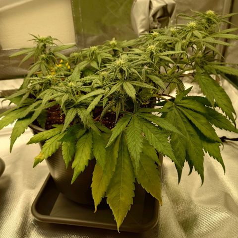 Gorilla Glue Auto growlog timeline photo