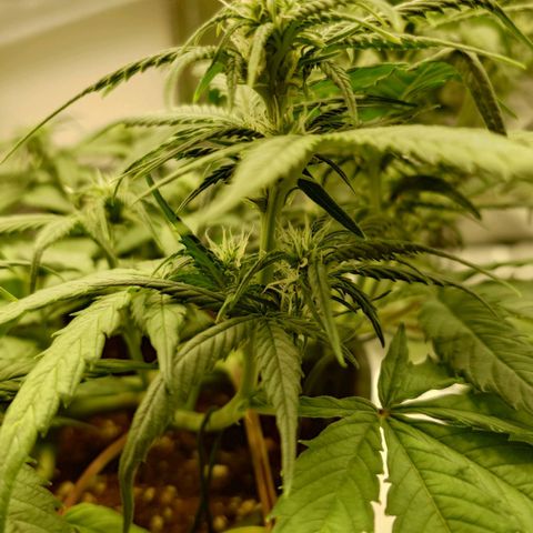 Gorilla Glue Auto growlog timeline photo
