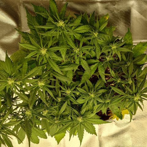 Gorilla Glue Auto growlog timeline photo