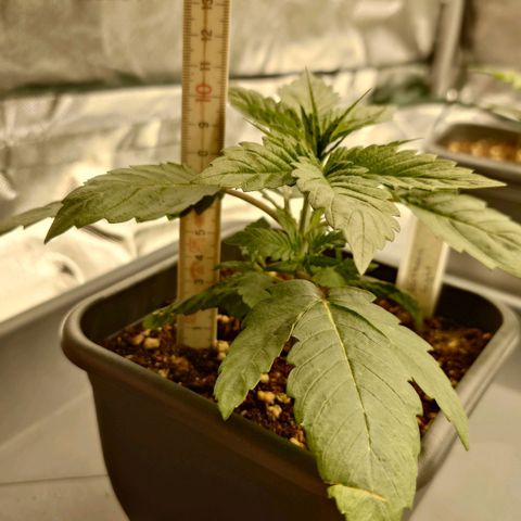 Northern Lights growlog timeline photo