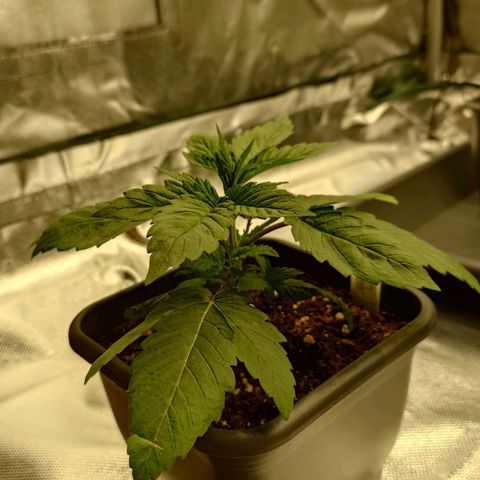 Northern Lights growlog timeline photo
