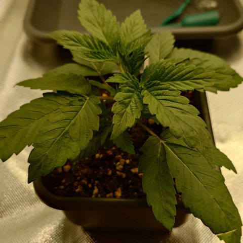 Northern Lights growlog timeline photo