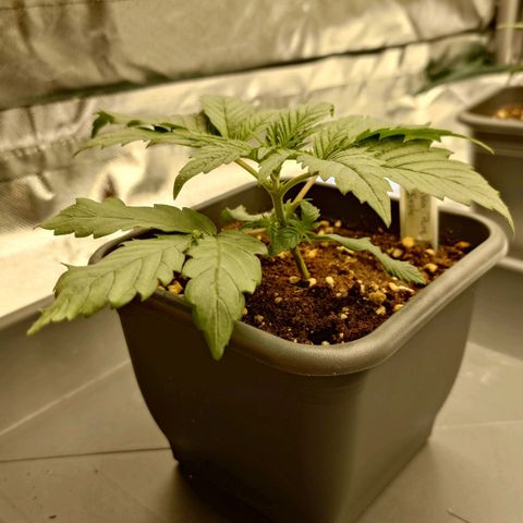 Tatanka Brothers growlog photo: Tatanka No.1