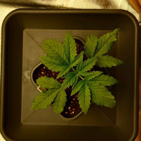 Tatanka Brothers growlog photo: Tatanka No.1