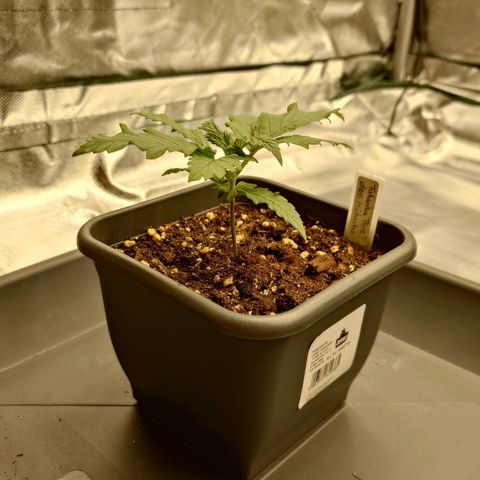 Tatanka Brothers growlog photo: Tatanka No 2