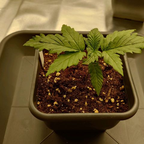 Tatanka Brothers growlog photo: Tatanka No 2