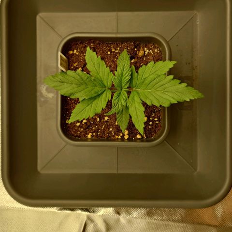 Tatanka Brothers growlog photo: Tatanka No 2
