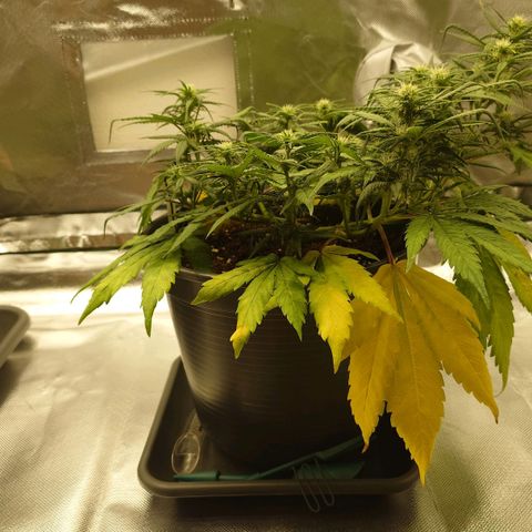 Gorilla Glue Auto growlog timeline photo