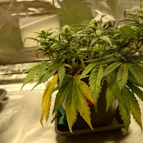 Gorilla Glue Auto growlog timeline photo