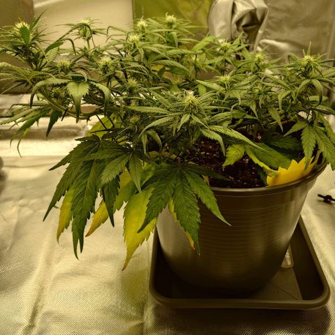 Gorilla Glue Auto growlog timeline photo