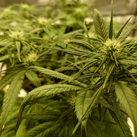 Gorilla Glue Auto growlog timeline photo