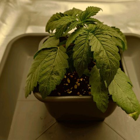 Northern Lights growlog timeline photo