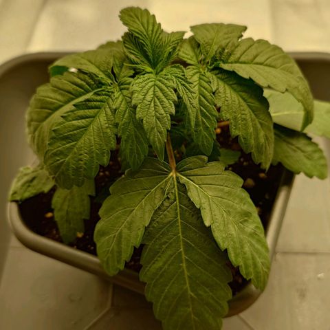 Northern Lights growlog timeline photo