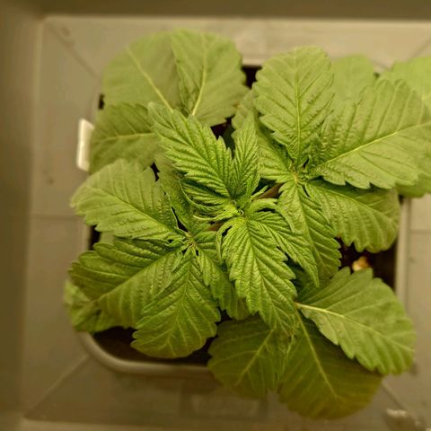 Northern Lights growlog timeline photo