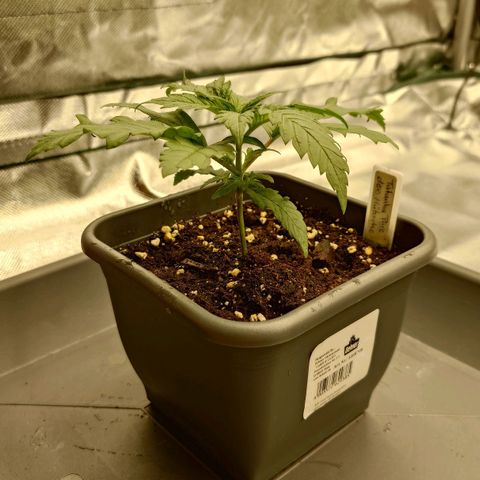 Tatanka Brothers growlog photo: Tatanka No.2