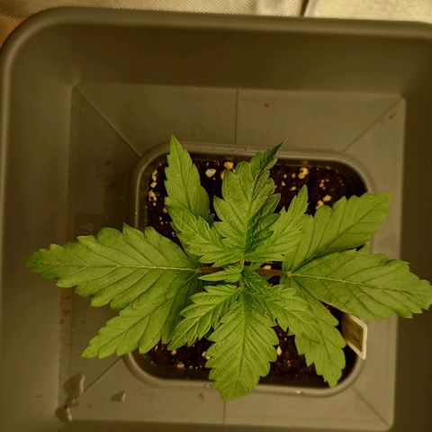 Tatanka Brothers growlog photo: Tatanka No.2