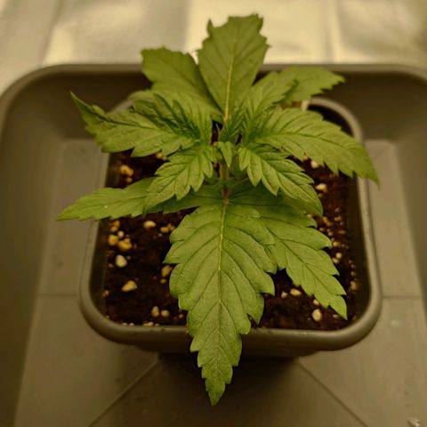 Tatanka Brothers growlog photo: Tatanka No.2